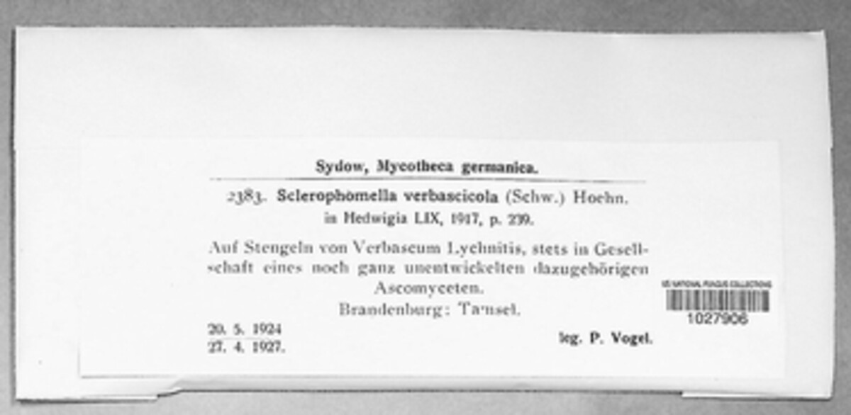 Sclerophomella verbascicola image